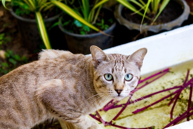 brown cat playing relaxed on the mobile