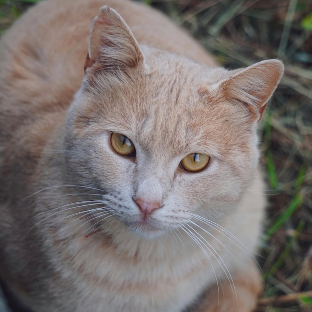 brown cat portrait looking at camera