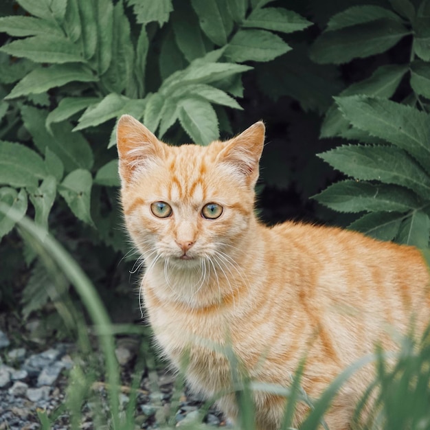 brown cat portrait looking at camera