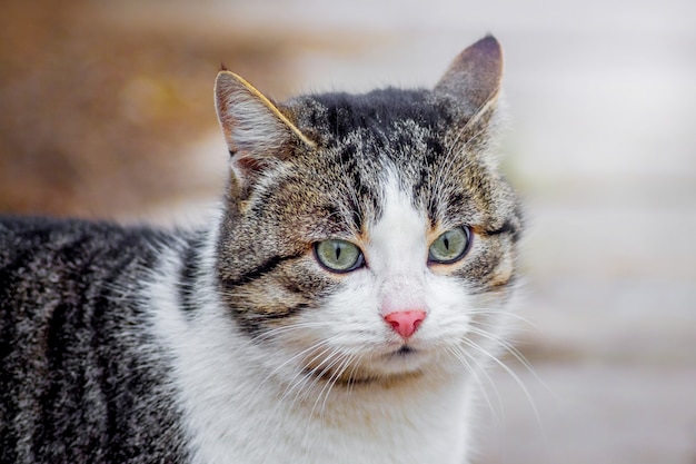 Brown cat with a white face on the walk