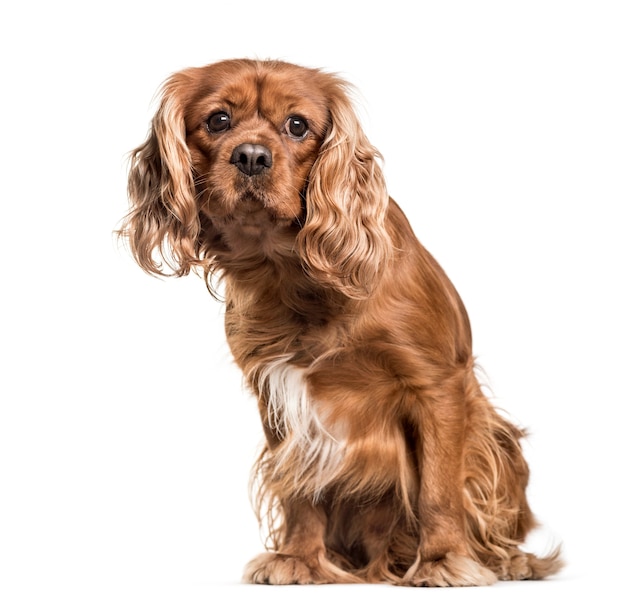 Brown cavalier King Charles Spaniel dog, sitting, isolated on white