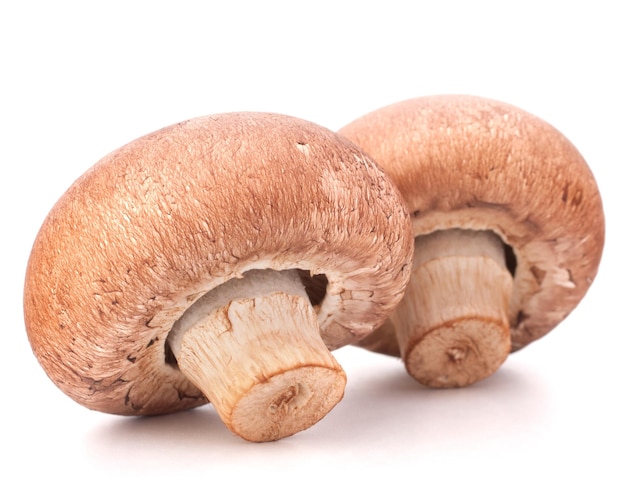 Brown champignon mushroom