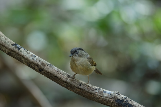 Brown-cheeked Fulvetta, Grey-eyed Fulvetta (Alcippe poioicephala) in forest Thailand