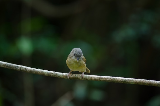 Brown-cheeked Fulvetta, Grey-eyed Fulvetta