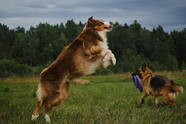 Brown cheerful Australian Shepherd jumps high German Shepherd dog runs around field