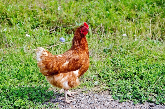 Brown chicken on a background of green grass and pebbles