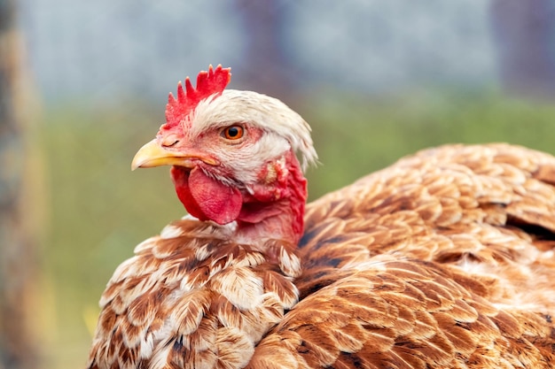 Brown chicken breed naked neck close up on blurred background