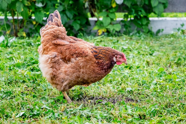 Brown chicken in the farm garden looking for food