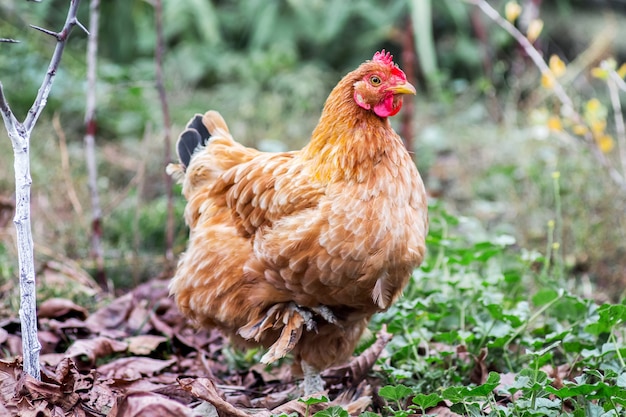 Brown chicken in the garden among grass and dry leaves