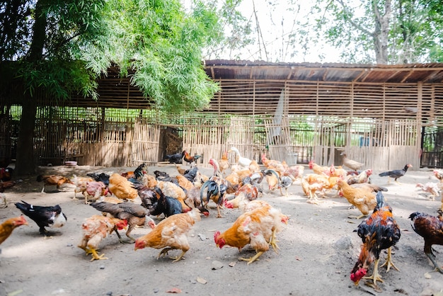 Brown Chicken or hen in the yard in local farm