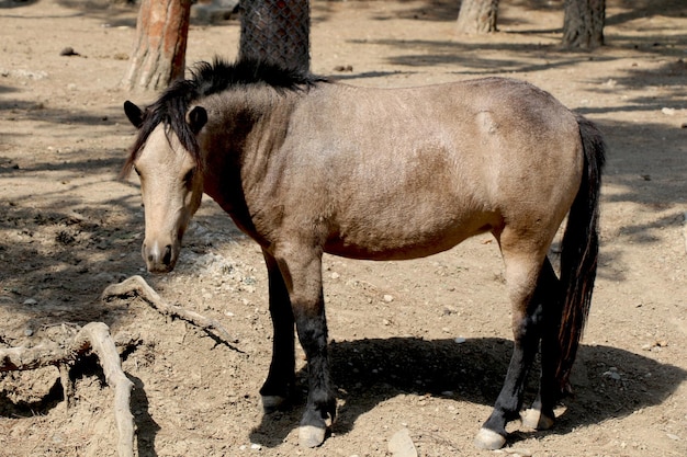 Brown color horse found in a natural environment