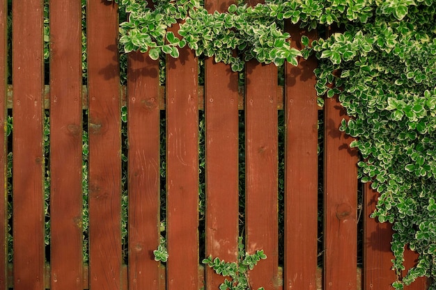 Brown colored fence entwined with plant with striped leaves