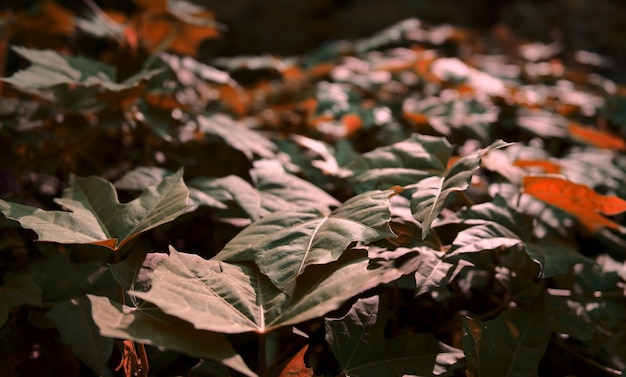 Brown colored leaves foliages plant natural abstract background Nature tree texture with blurry