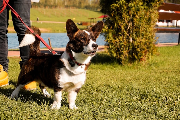 Brown corgi on a leash on green grass walk on a sunny day happy pet