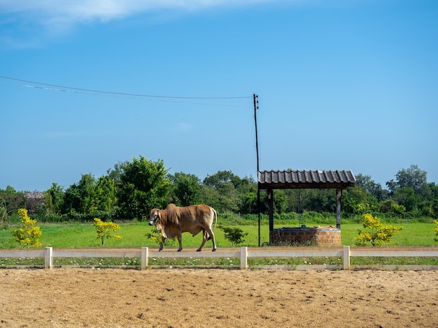 A brown cow beef cattle walking on road between green grass field and sand beach near the white fence on blue sky background on sunny day