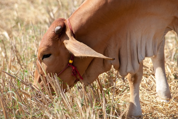 Photo the brown cow eating grass