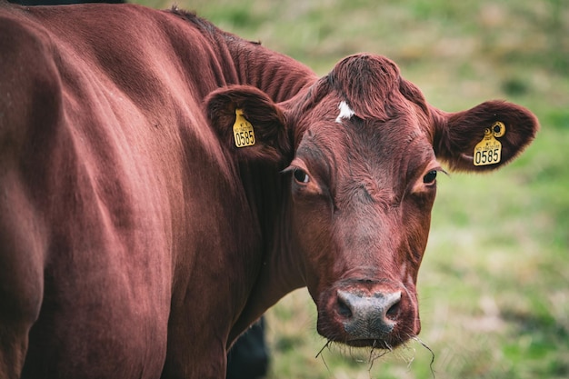 Brown cow on a farm with a blurred background