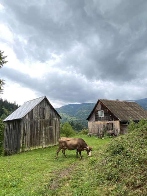 A brown cow grazed on the hills in the country near the barns autumn mountains of Ukraine