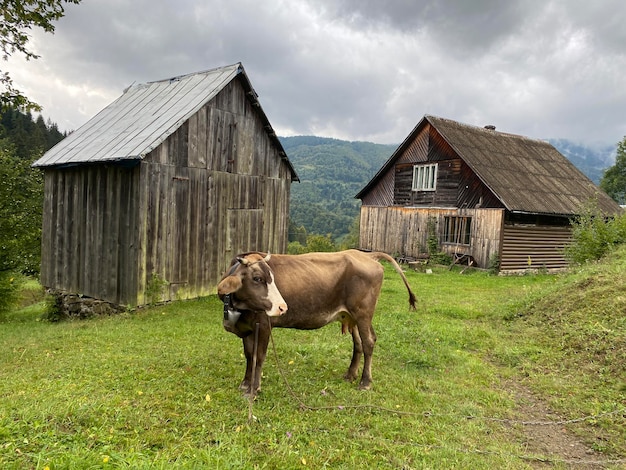 A brown cow grazed on the hills in the country near the barns autumn mountains of Ukraine