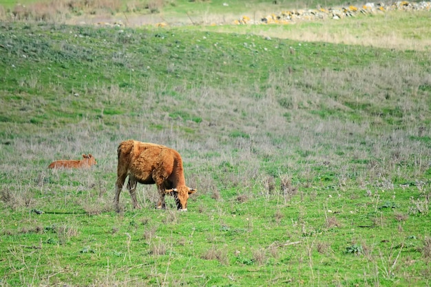 Brown cow grazing and in a green field