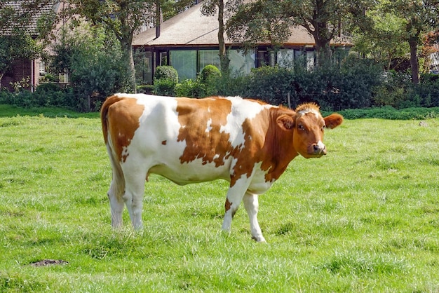 Brown cow on green field