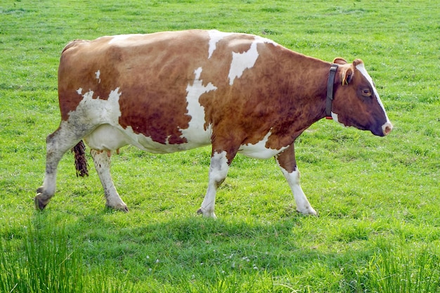 Brown cow on green field