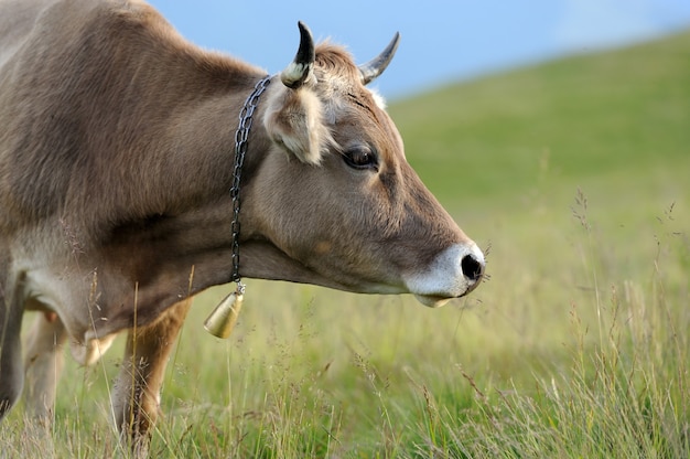 Brown cow on mountain pasture. Summer day