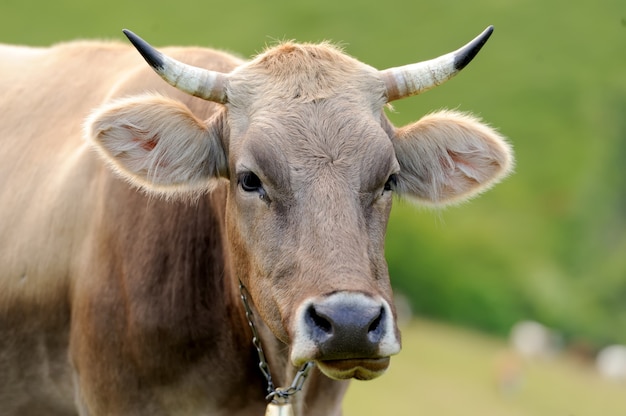 Brown cow on mountain pasture. Summer day