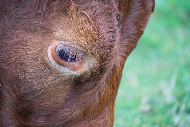 brown cow portrait in the mountain