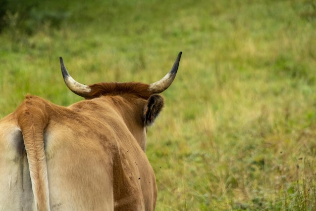 brown cow with horns in green meadow