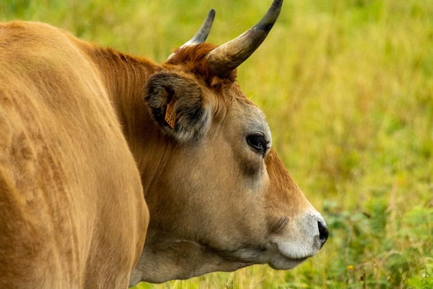 brown cow with horns in green meadow