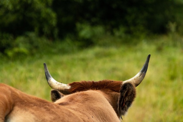 brown cow with horns in green meadow