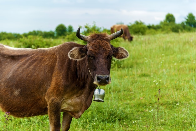 Brown cow with a large silver bell grazes on a green meadow. Cow with a silver bell