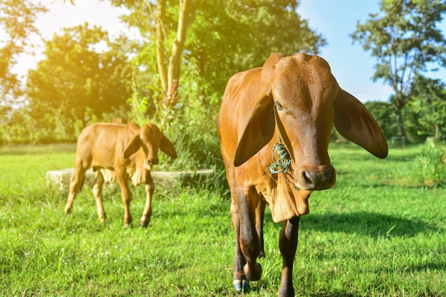 Brown Cows at countryside in Thailand