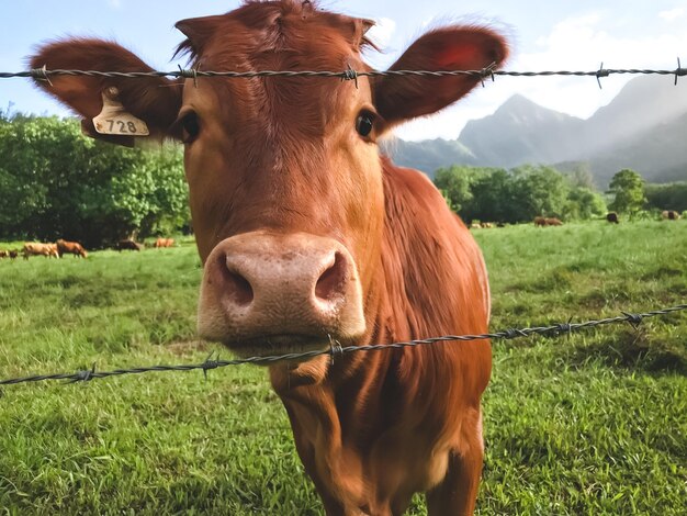 Brown cows looking at the camera closeup