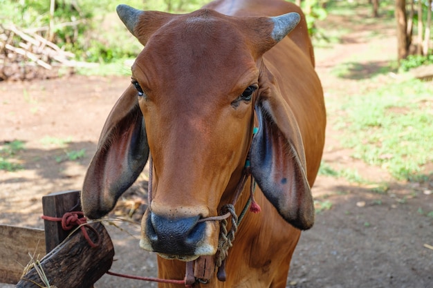 Brown cows on a rural farm