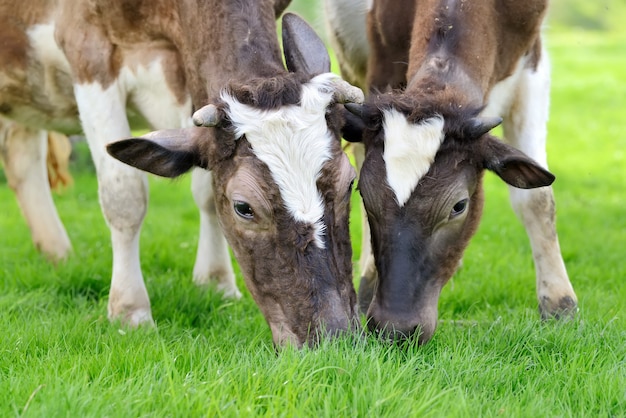 Brown cows on a summer pasture