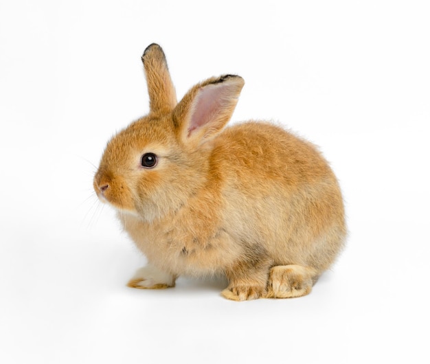 Brown cute bunny rabbit on white background