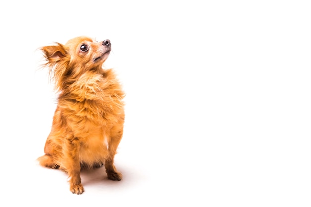 Brown cute dog sitting over white background