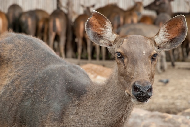 Brown Deer