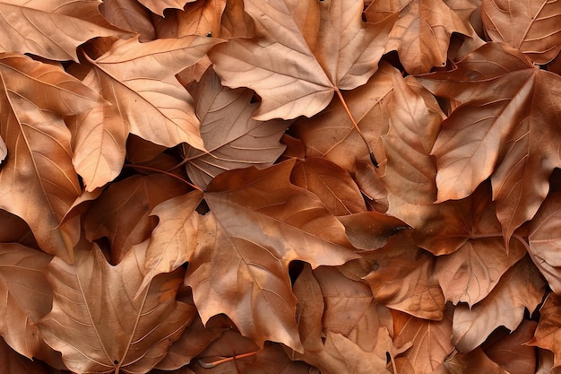 Brown detailed autumnal background of group of dried platanus leaves Top view