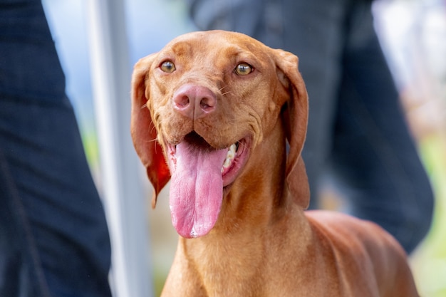 The brown dog of the breed hungarian pointer(vizsla) near its owner looks intently forward