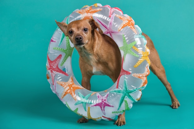 Brown dog in full growth with an inflatable circle around his neck