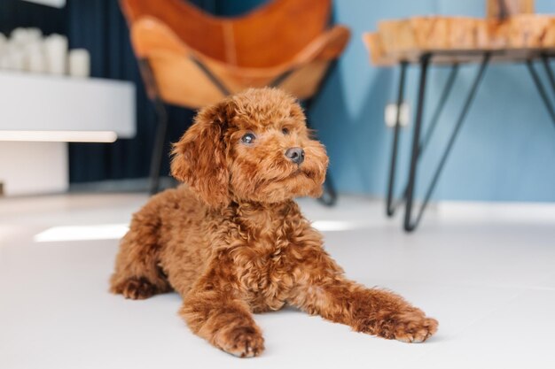 Photo a brown dog is lying on the floor in front of a chair.