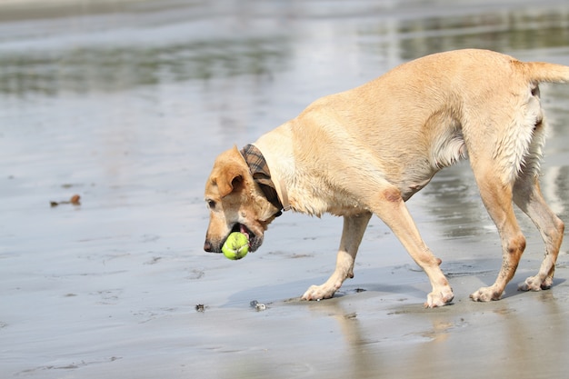 Brown dog standing Tannic beach