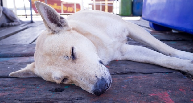 Brown dog stray 