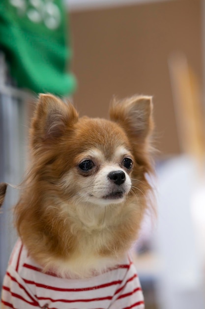 A brown dog wearing a red striped shirt