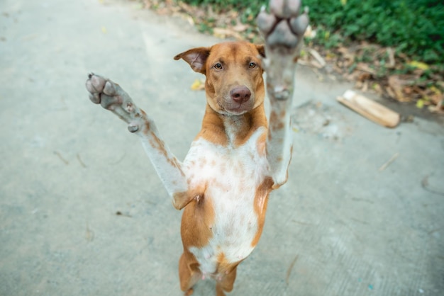 Brown dogs are jumping and playing