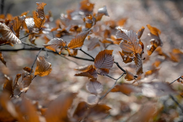 Brown dry autumn leaves on tree branch in fall season at park