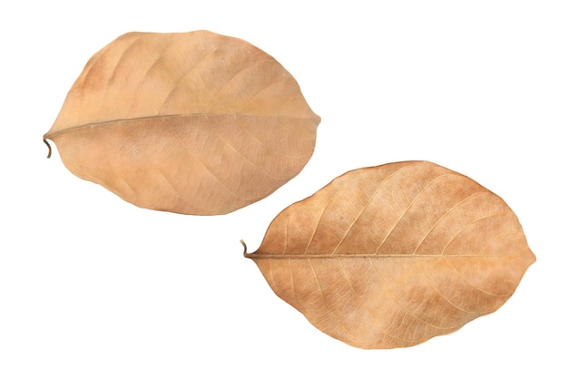 Brown dry leaves isolated over white background